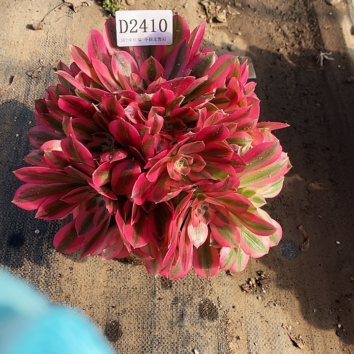 2410粉女巫多肉不周正