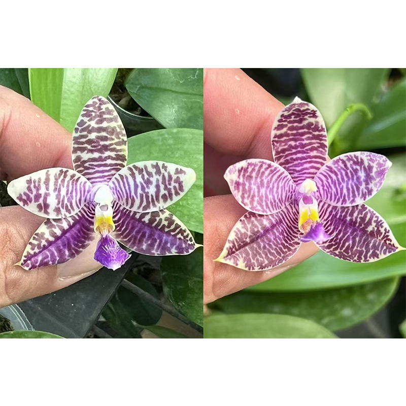 1.7寸 ycp-1路帝荧光兄弟交-苗 少根叶瑕 珍奇蝴蝶兰