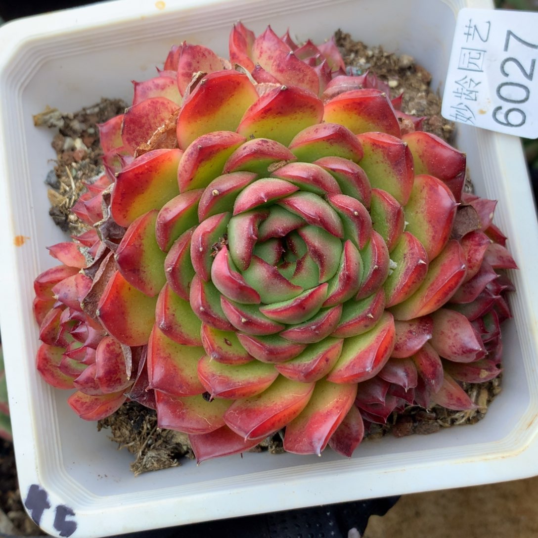 没*6027杂交精品基地12厘米