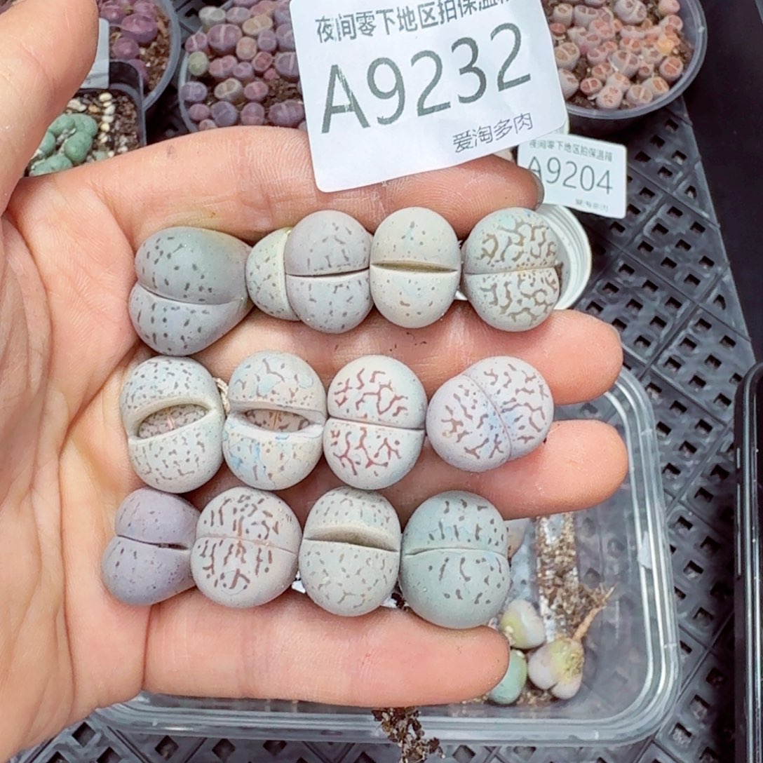 9232–-零下地区需拍保温箱