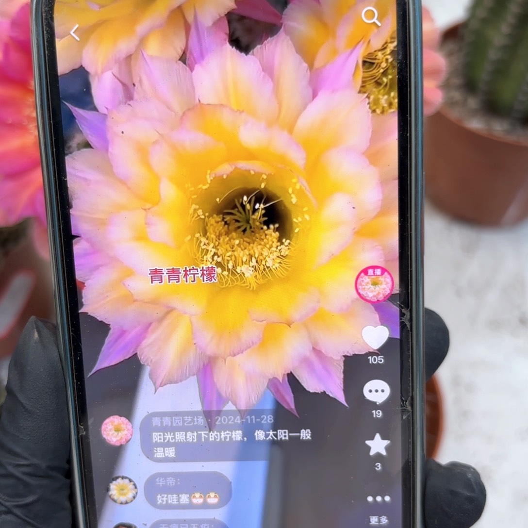 彩草柠檬6.5公分左右