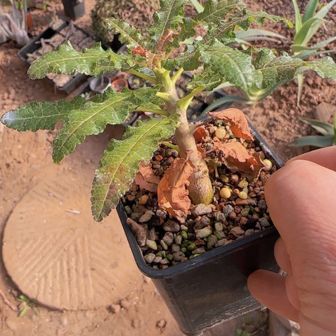 哇***呀块根植物块根植物