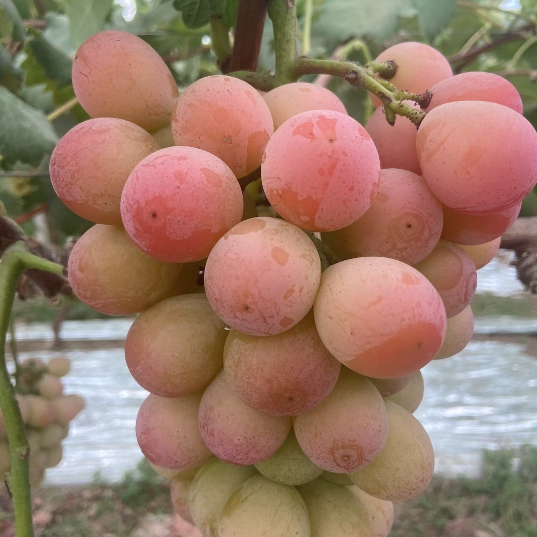 妮娜皇后葡萄自然转色没有全红现摘现发顺丰包邮