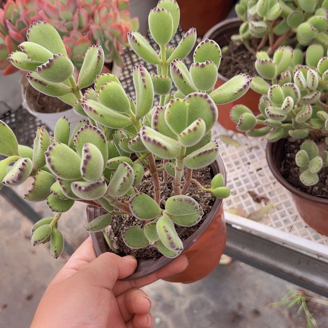 熊童子160杯整桩整群