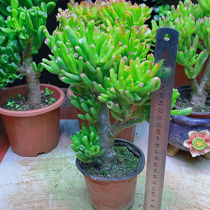 小号吸财树，多肉植物