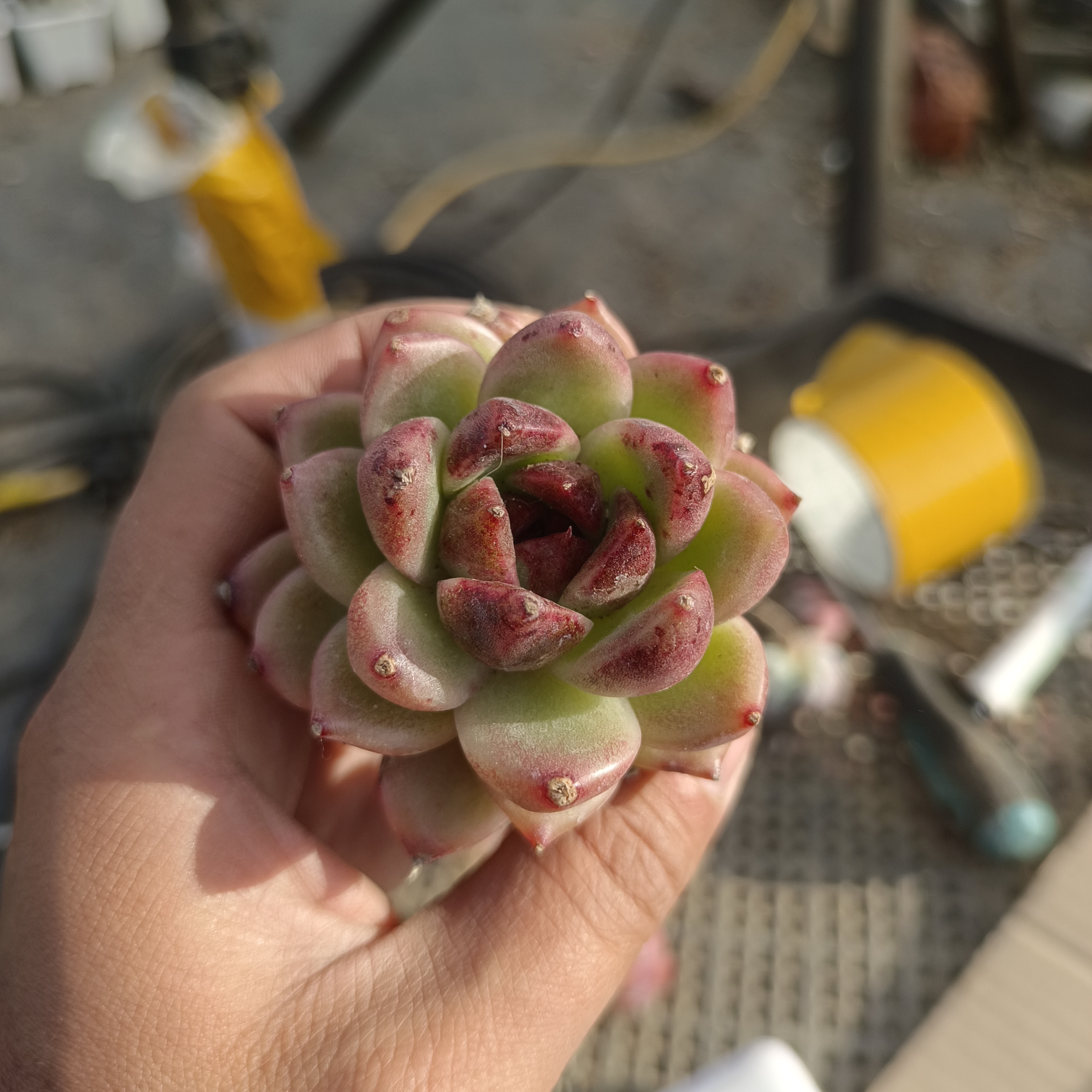 砍头多肉植物  山东临沂 