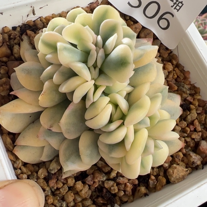锦缀多肉植物506多肉植物