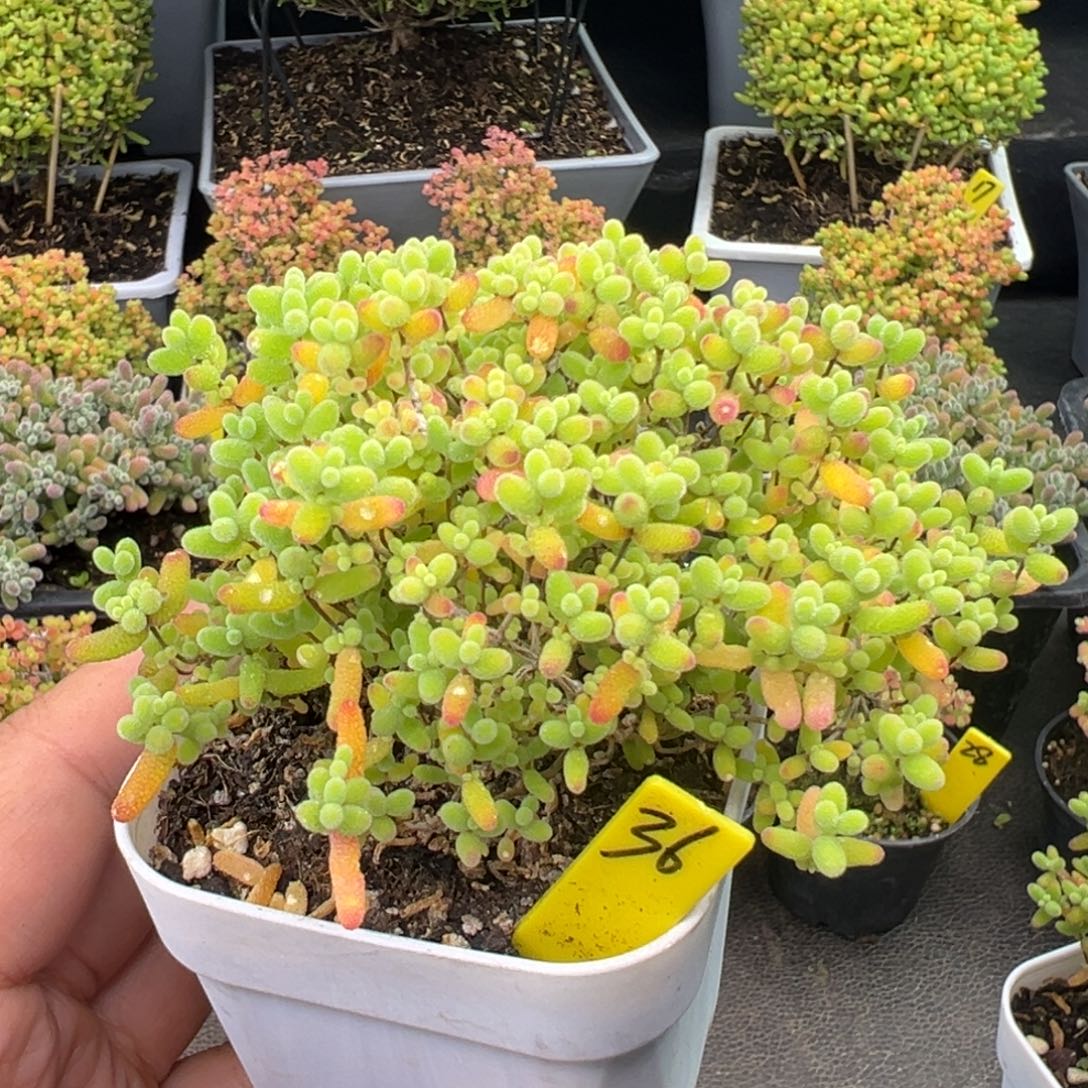 蜜橘糖球36号6.5cm盆