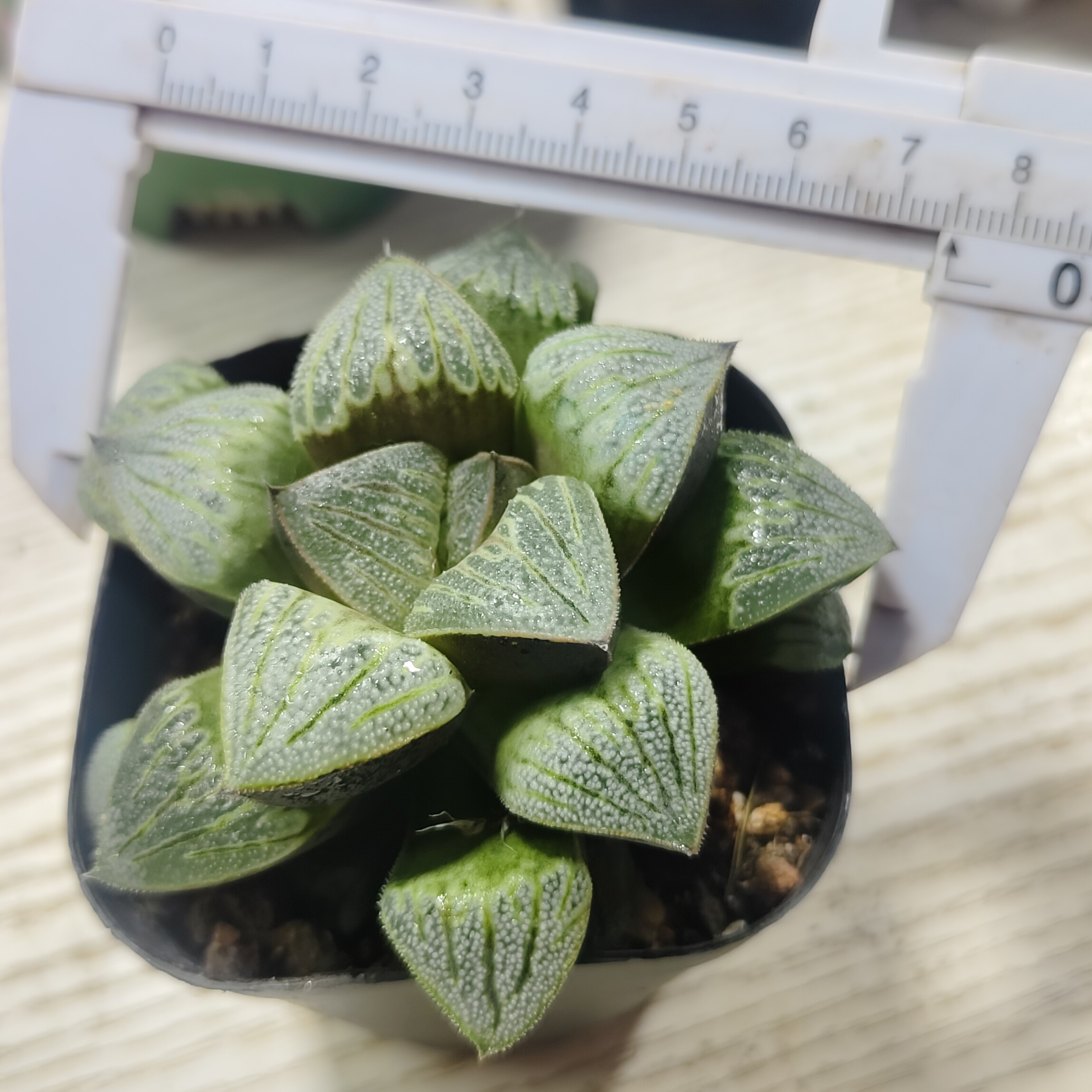 【白羊座】十二卷多肉植物（满16包邮）