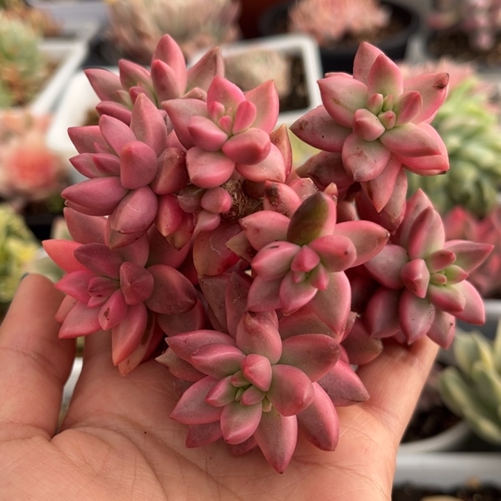 黑美人锦群生一颗价格