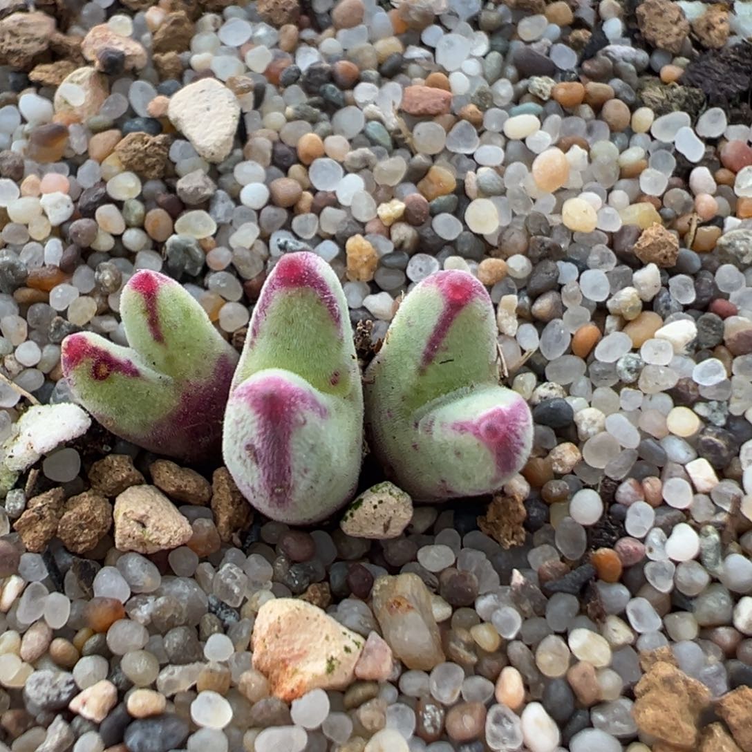 89多肉植物百科猪蹄
