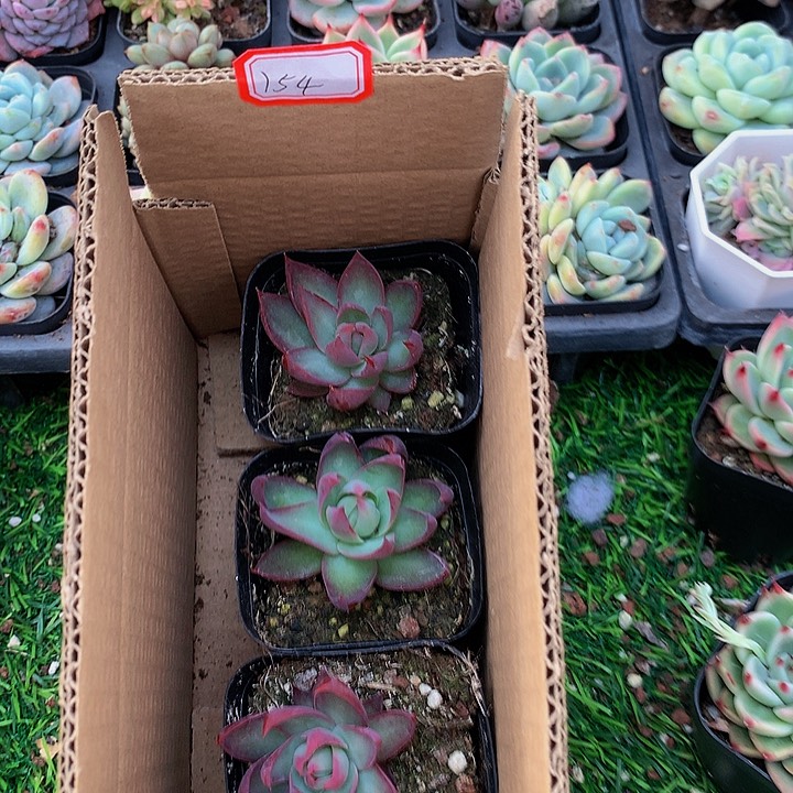 A154惊鸿仙子多肉