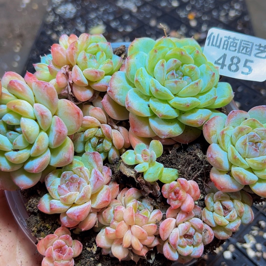 485 个月的时间里我的生活
