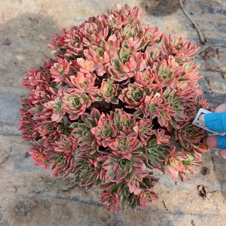 293甜茶多肉植物的