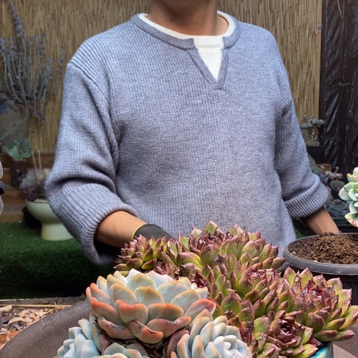 一***盏430号冰玉多肉植物