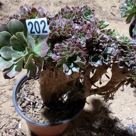 202玫瑰缀十八包邮偏远勿拍