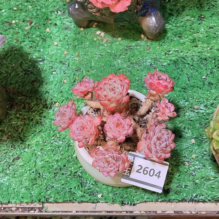 粉姬莲多肉植物2604