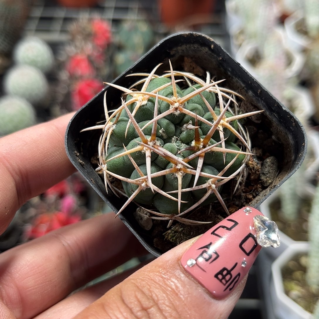 碧岩玉单头发货单头发