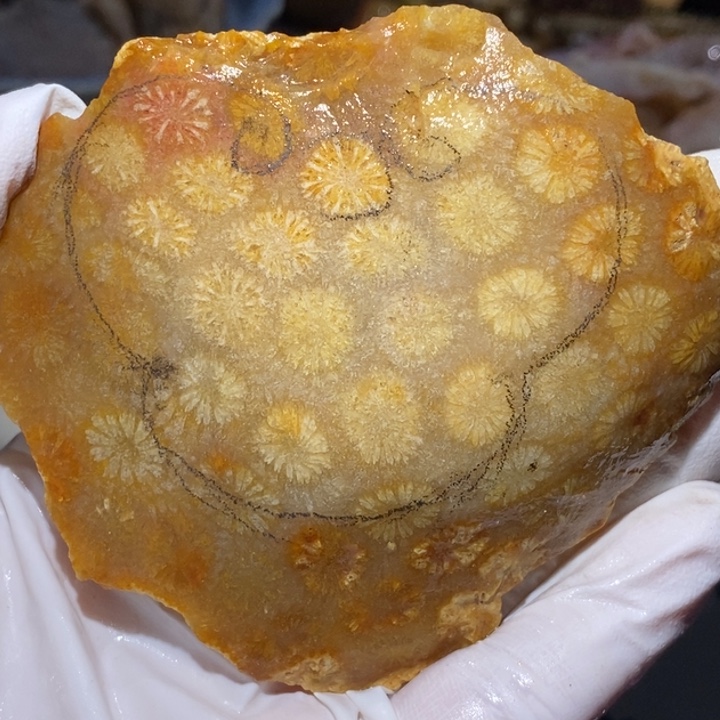 【闪购商品】未镶嵌珊瑚玉硅化玉