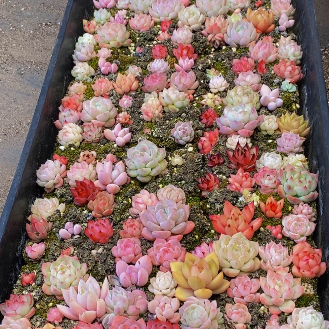 333多人受伤，你是谁