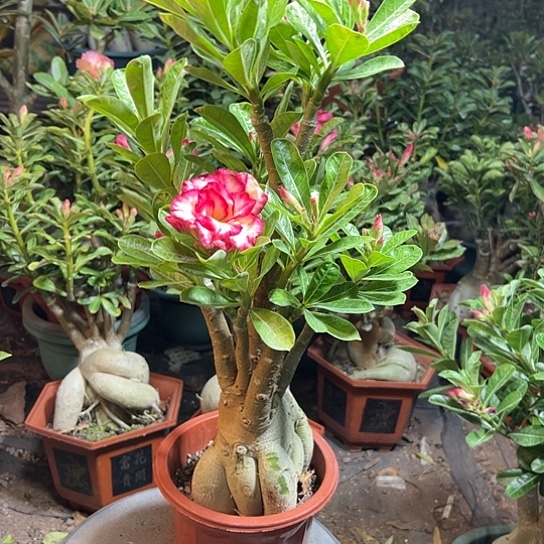 沙漠玫瑰青花瓷带盆