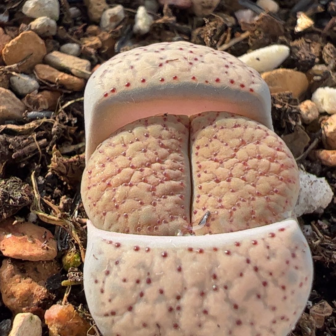 863多肉植物百科