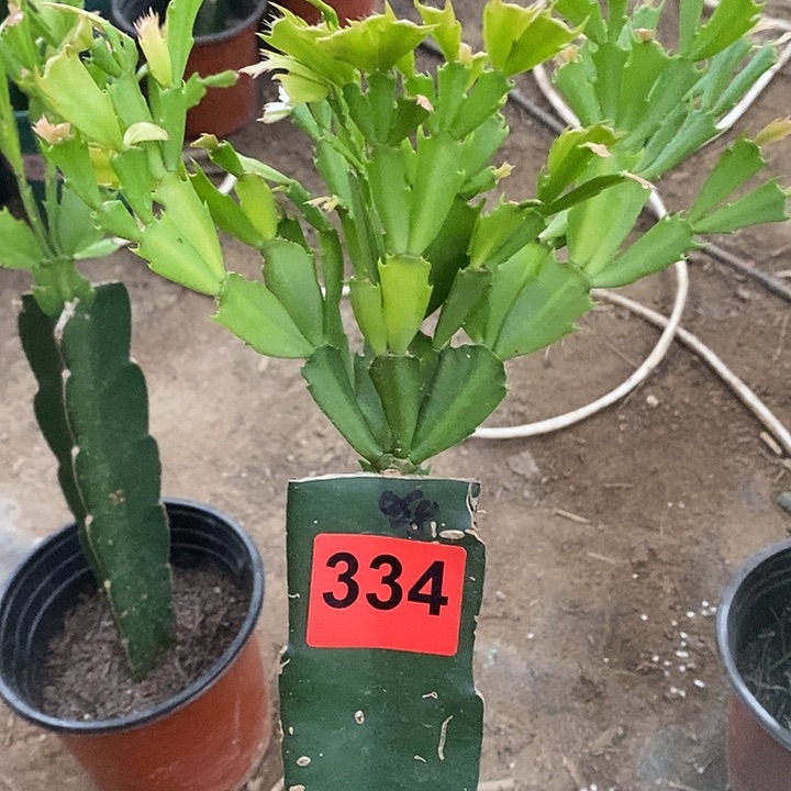 无花朵璇*068，334号新疆不包邮