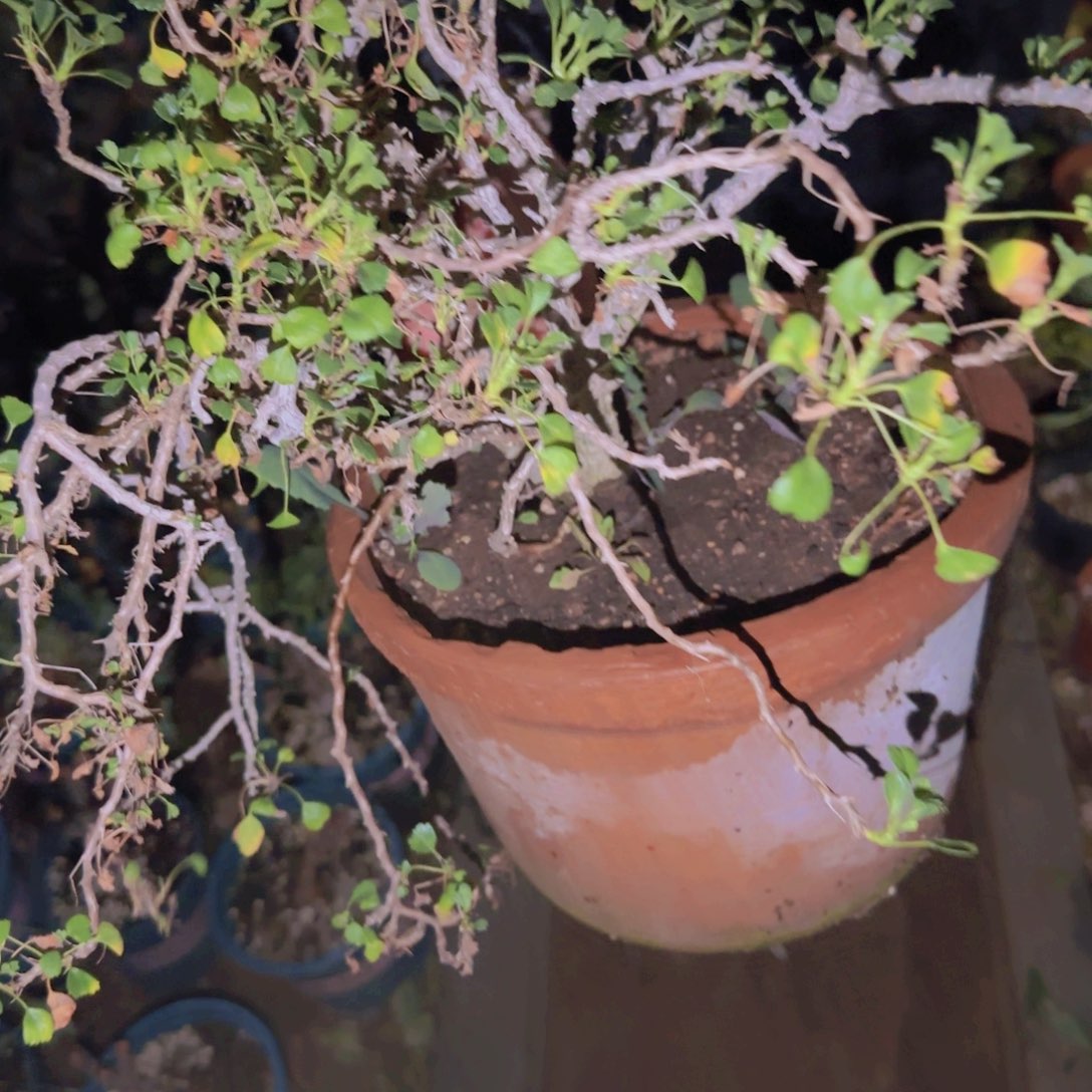 G块根植物块根植物