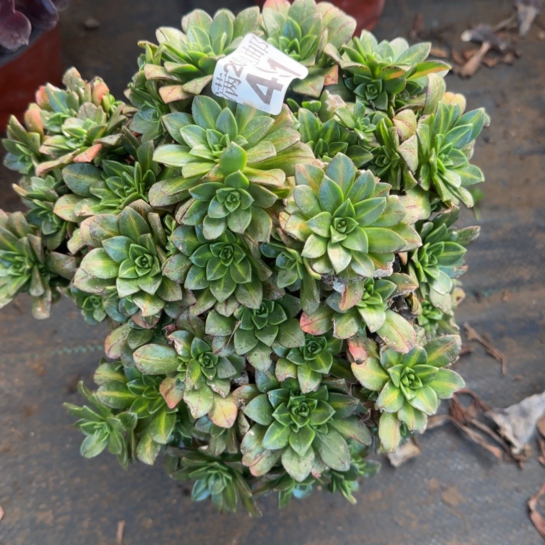 花茶491满20包邮断枝不包