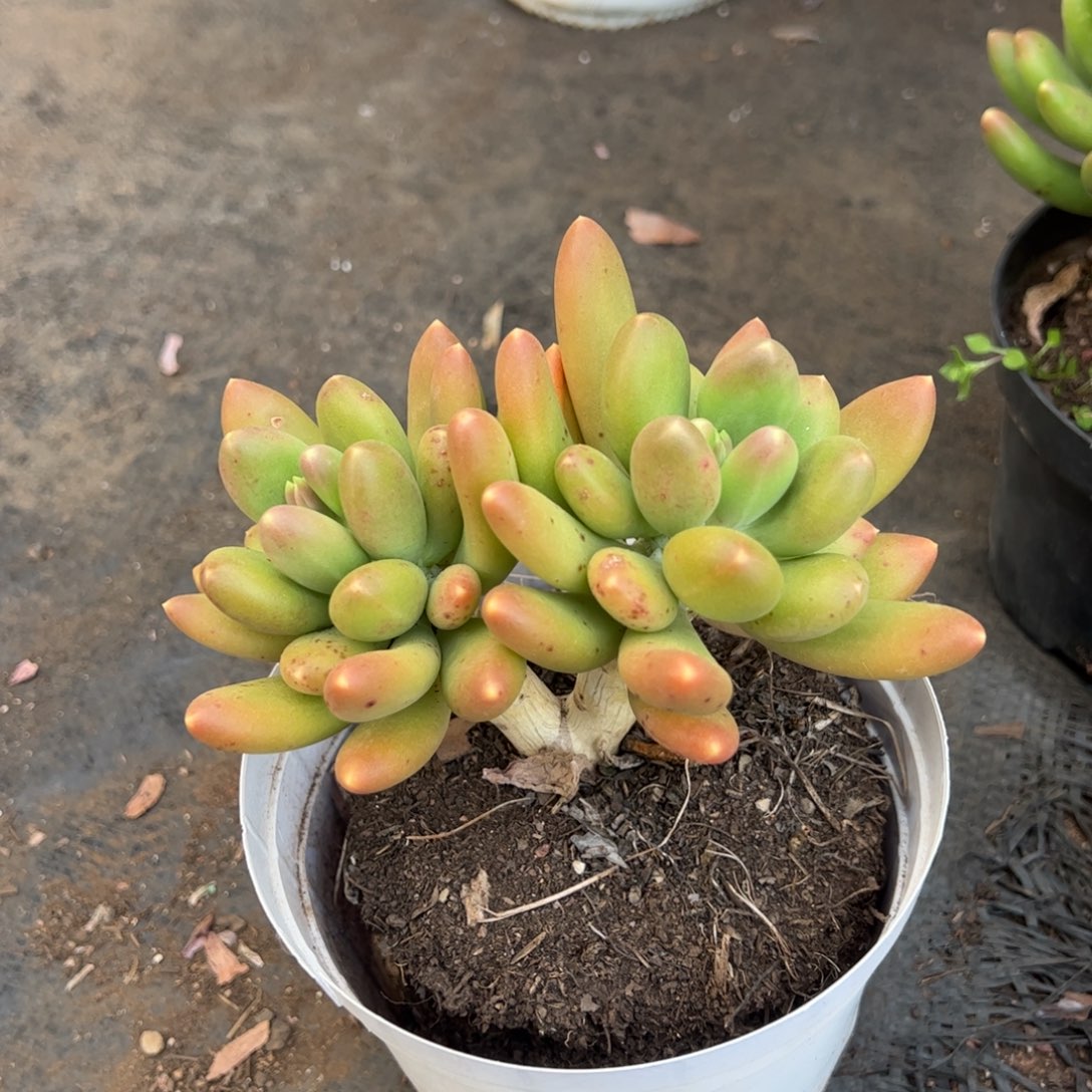 金蝉双头多肉植物