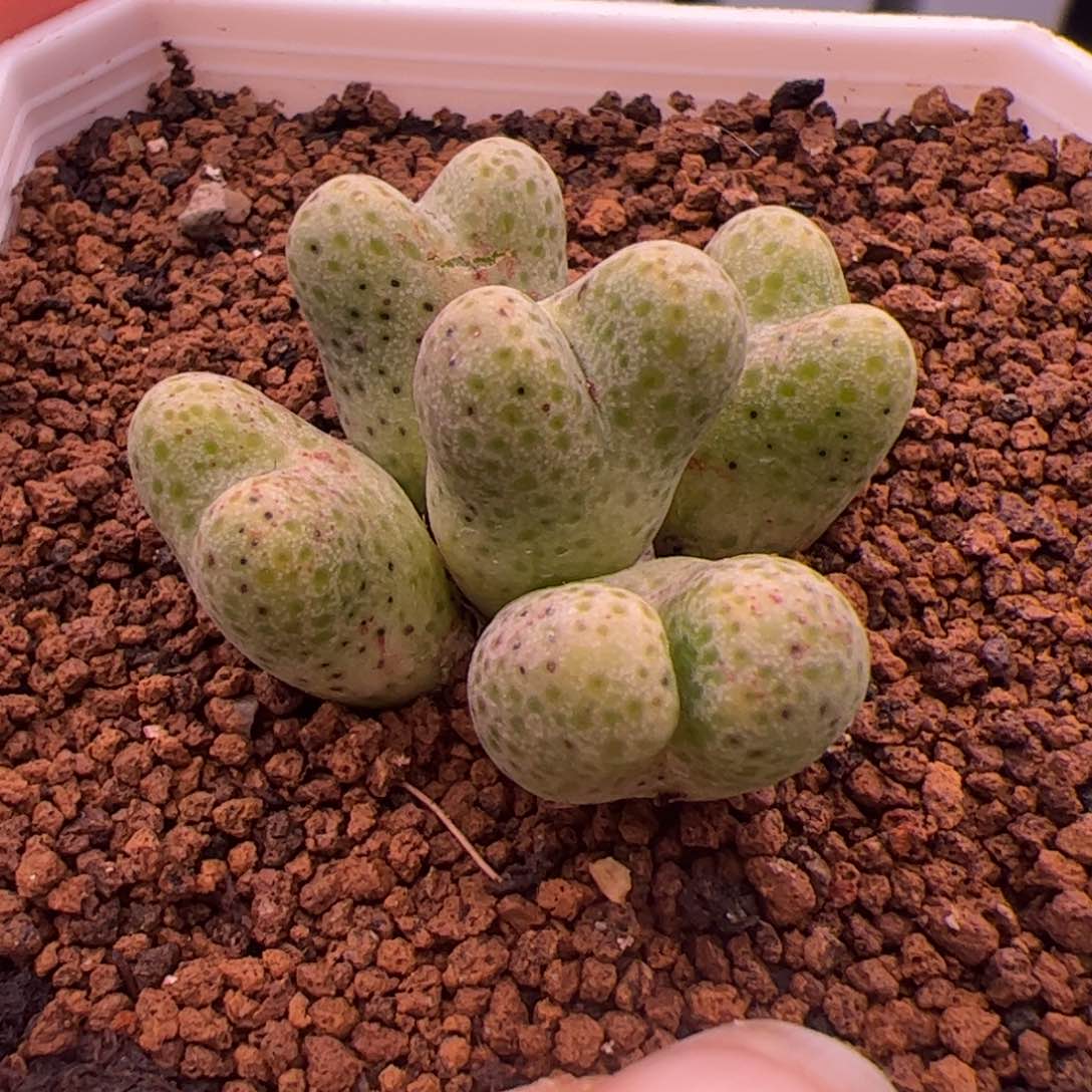 365号大型斑马3.30多肉