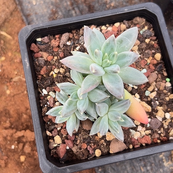 美人特价一物一拍