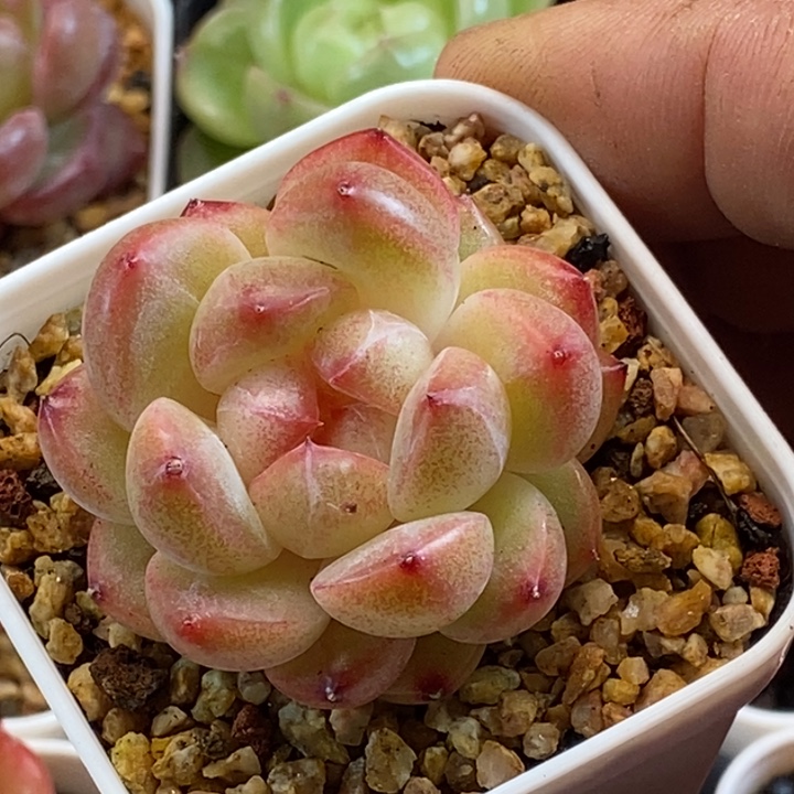 天官赐福百无禁忌