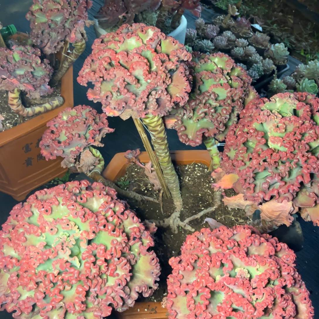 小雨多肉女王花笠