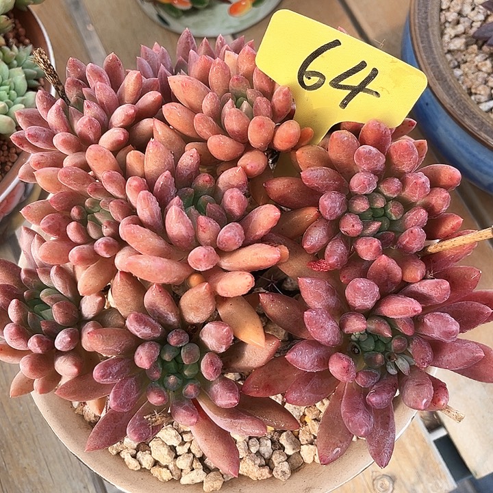 蜻蜓64号码牌子的话题了