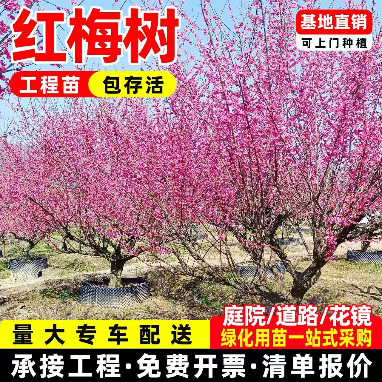 梅花树苗庭院盆栽室外耐寒冬梅红梅腊梅地栽盆景四季花卉植物种植