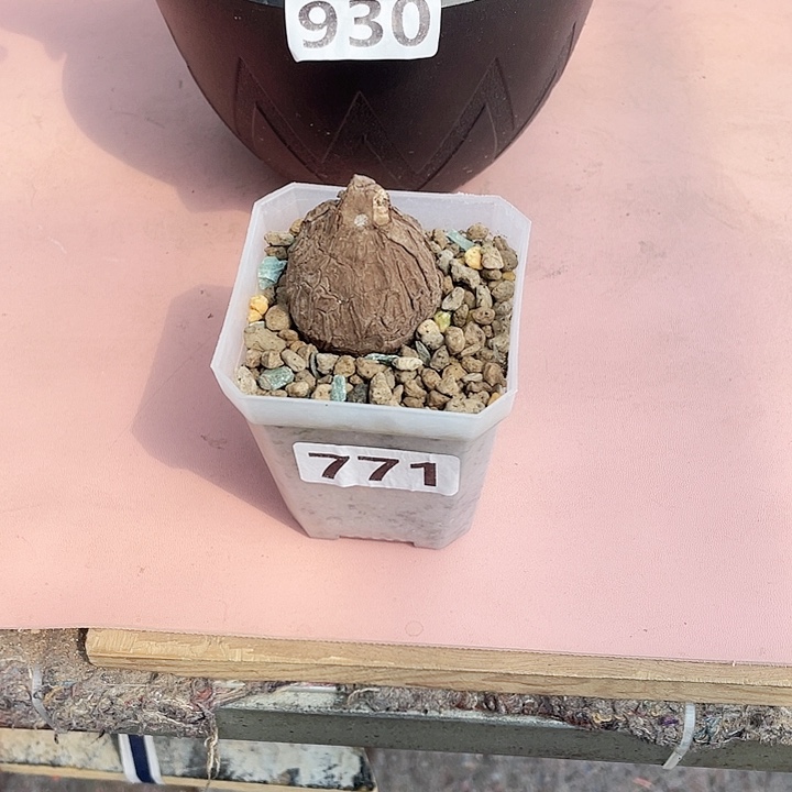 771一叶龟诺瓦龟