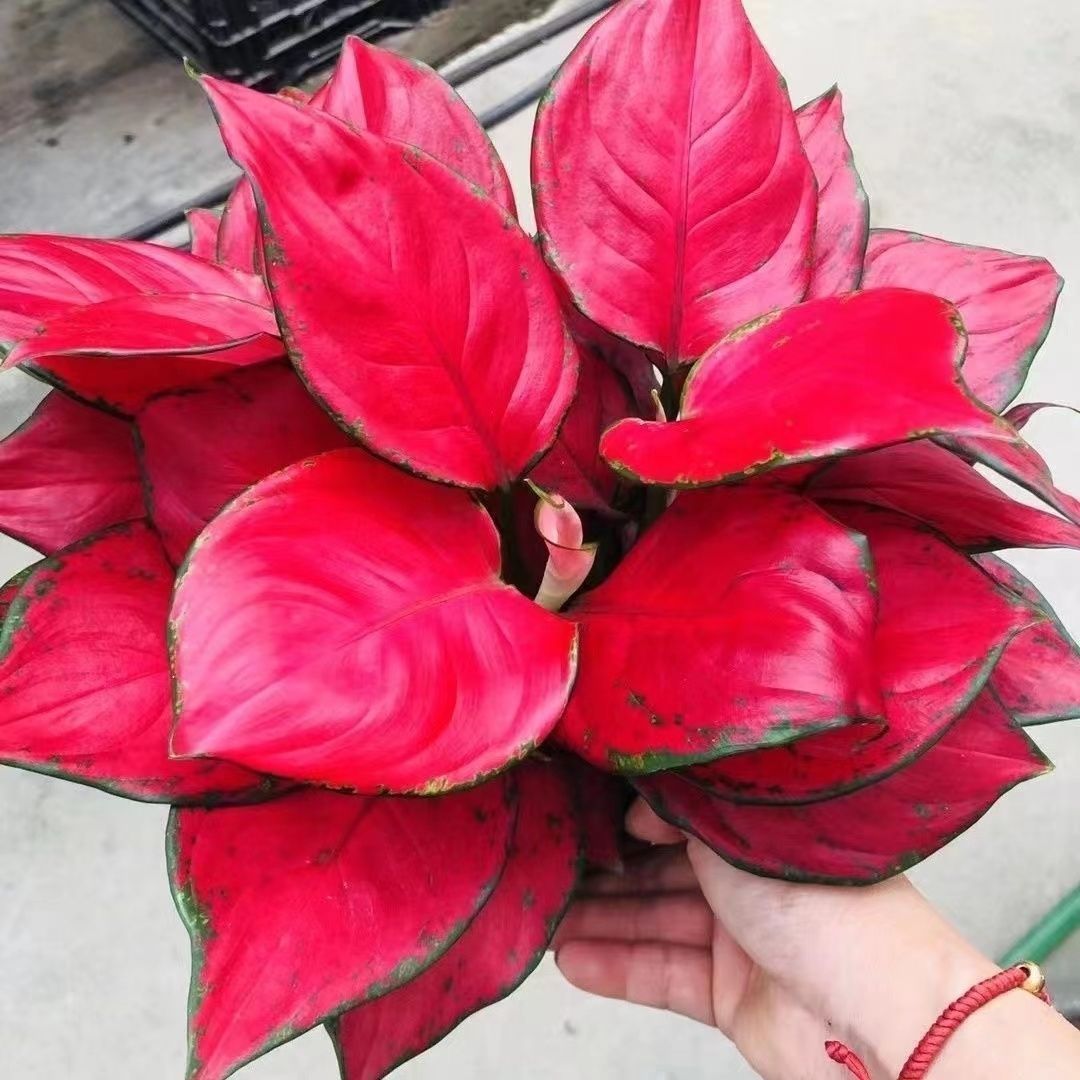 可水培富贵红吉利红盆栽中国红室内阳台懒人好养开业乔迁绿植花卉