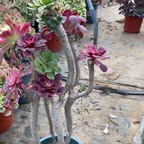 嫁接多肉植物027