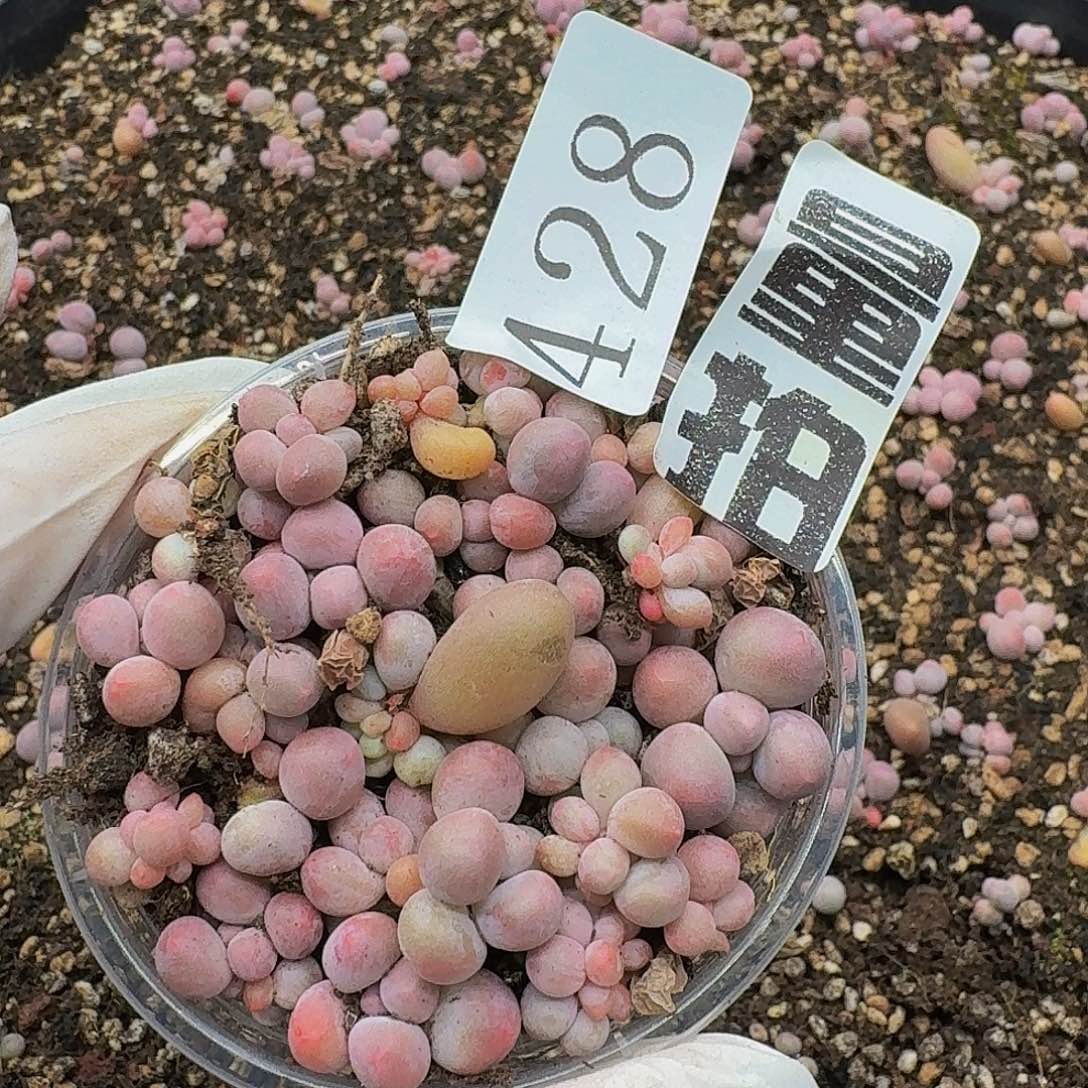 多肉植物多肉植物428量拍