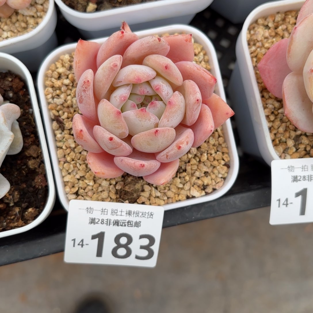 蜜桃单头多肉多肉多肉