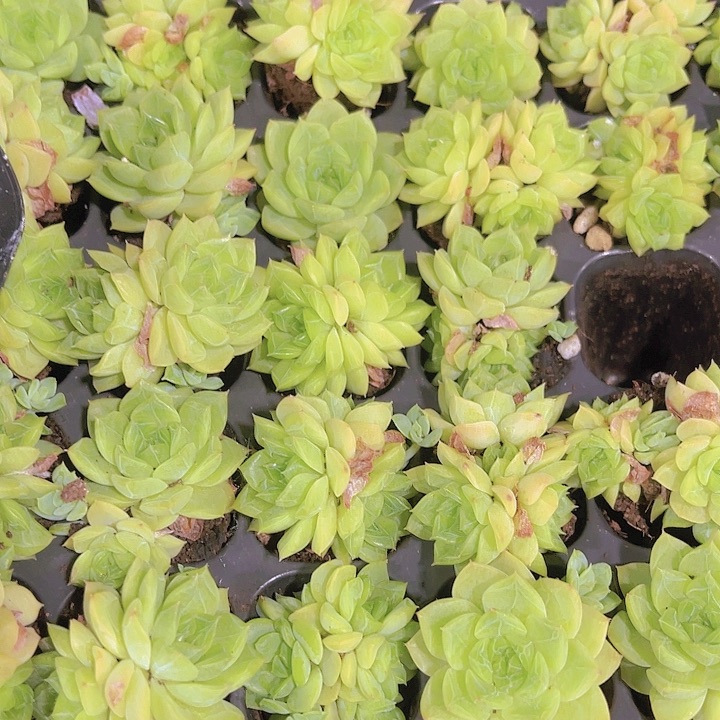 精品韩版麦秆多肉植物