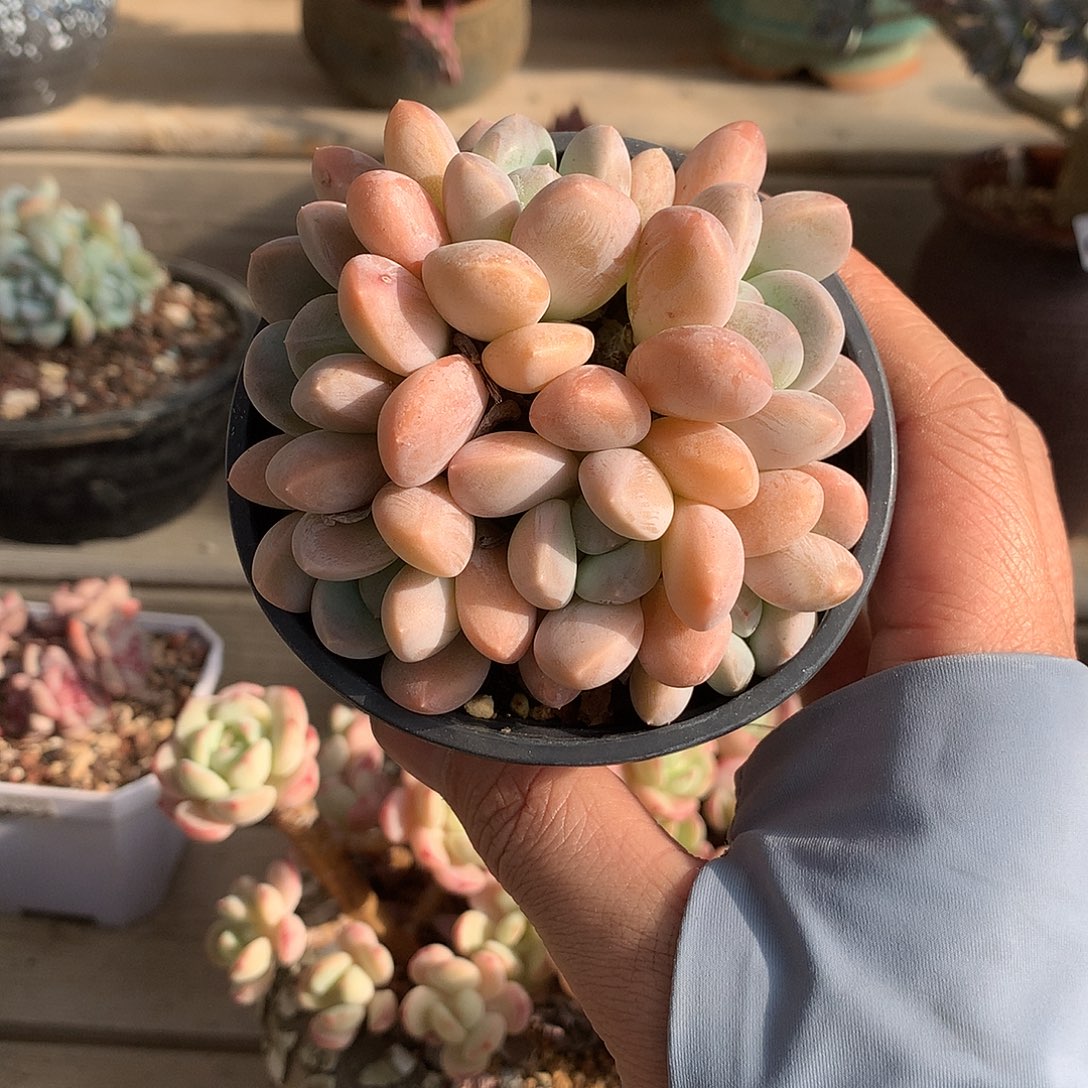 216丽芙美人多肉一颗9厘米