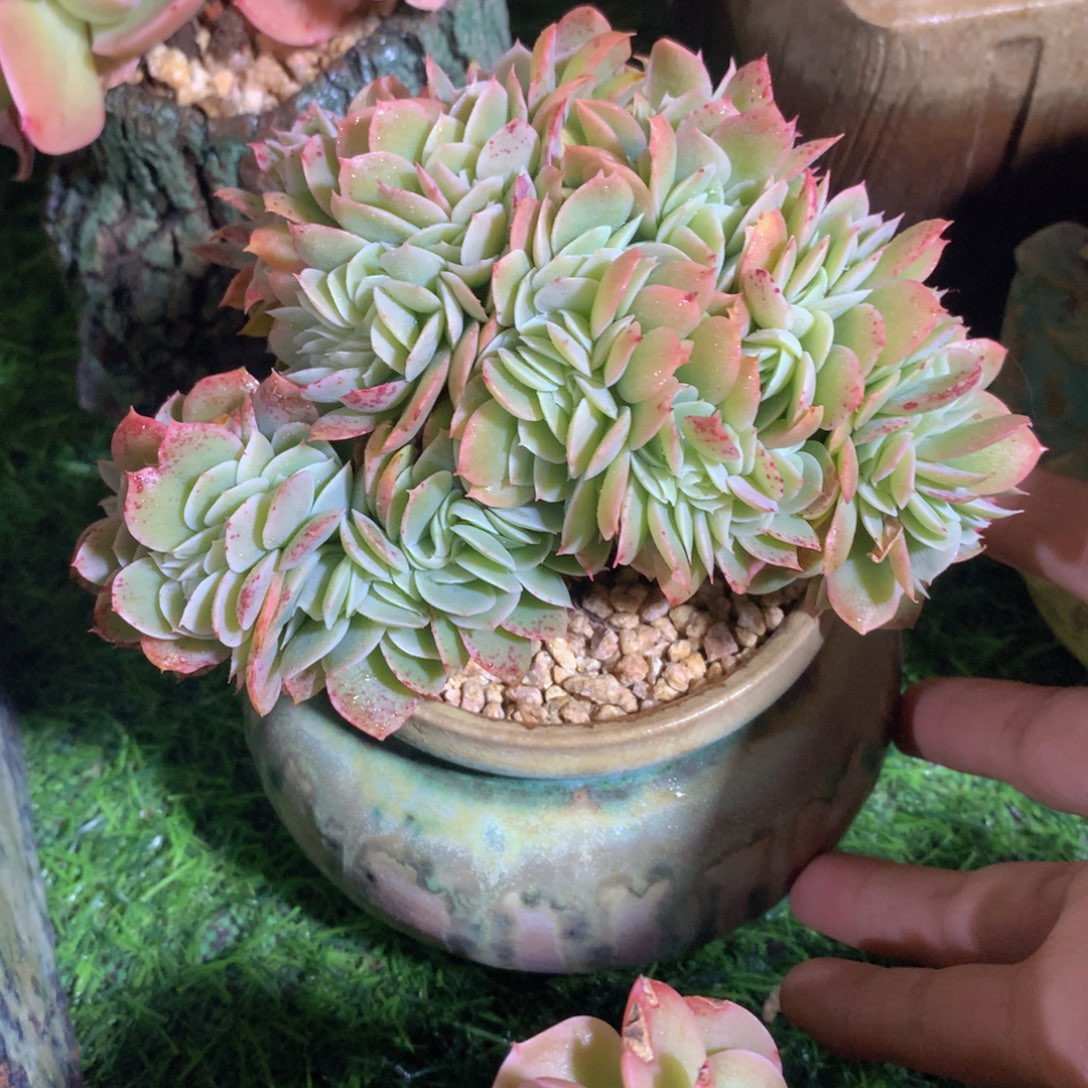静**开静看花开星纳塔小shu 