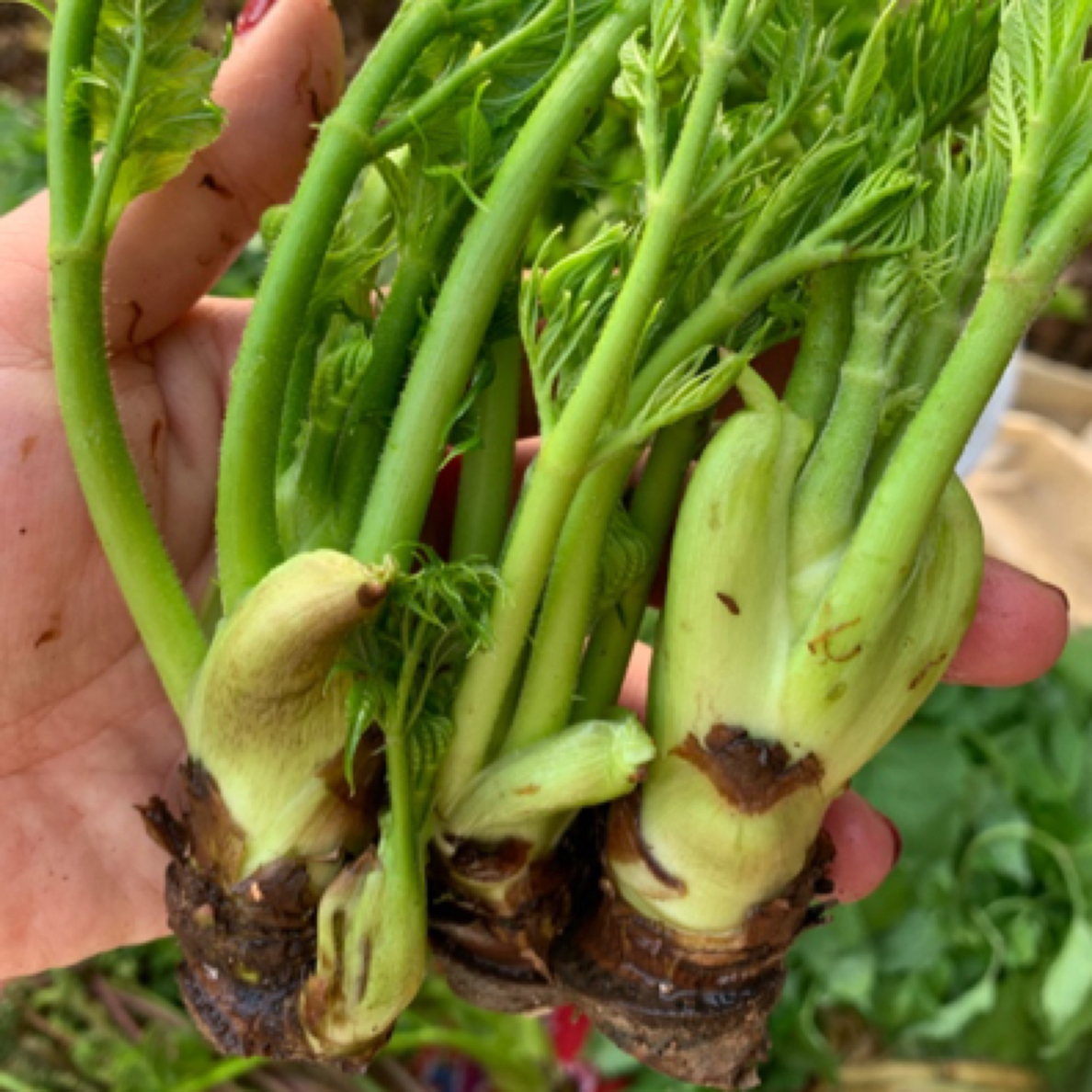 刺嫩芽3斤装 带裤发货 介意勿拍