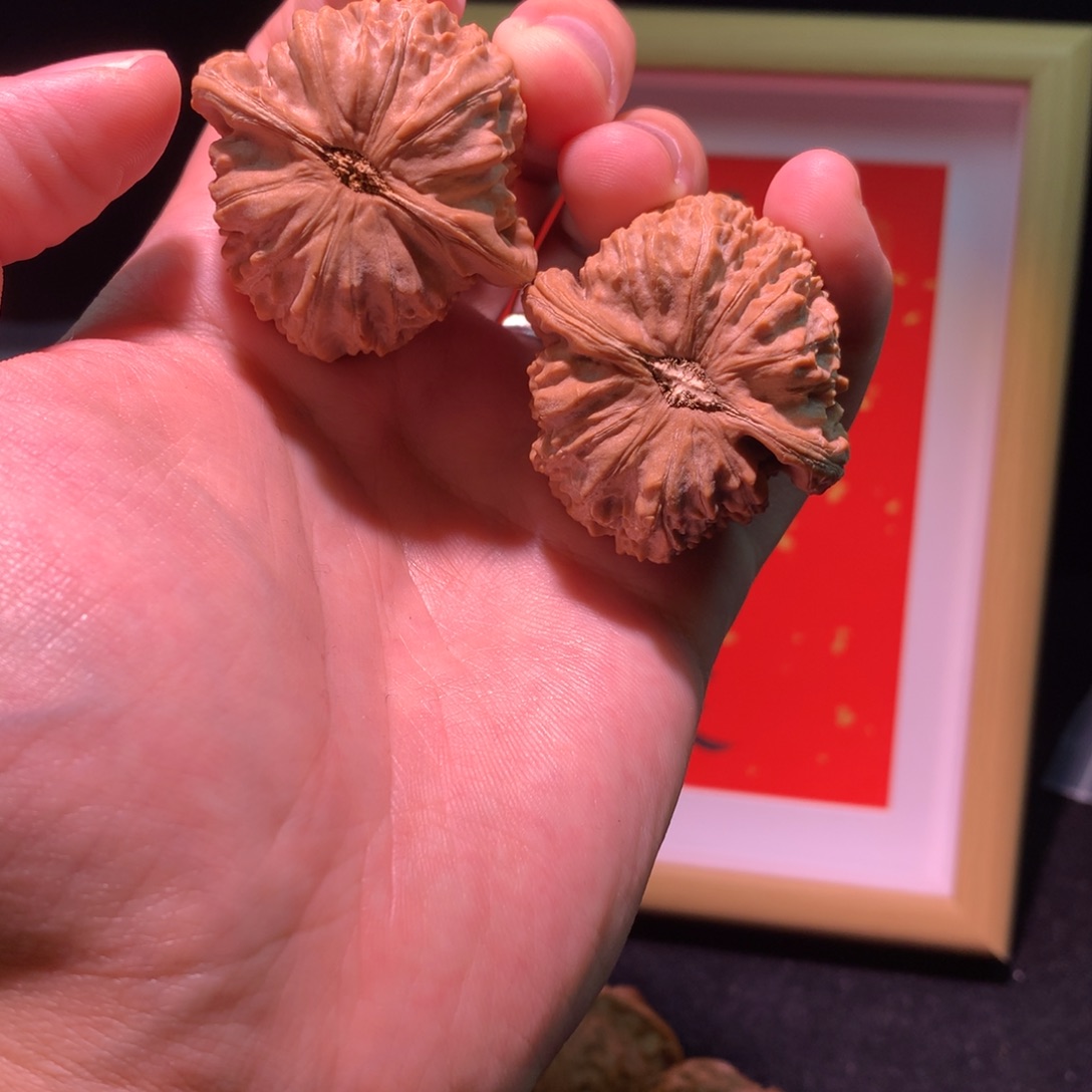 神***白文玩核桃把件白狮子全品无修41尺白茬