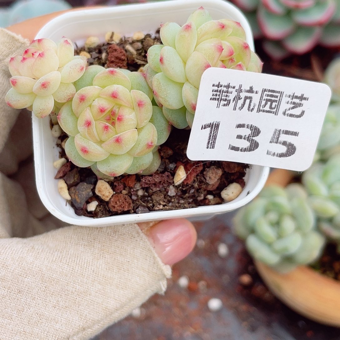 颖***145额旺旺旺旺我来了打
