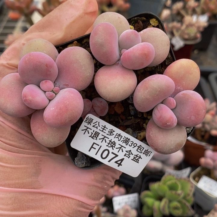 腰子桃蛋6cm1074多肉