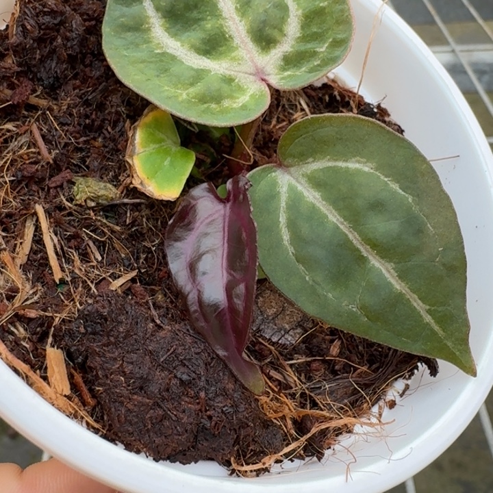 完全开放5号粉紫/绝紫