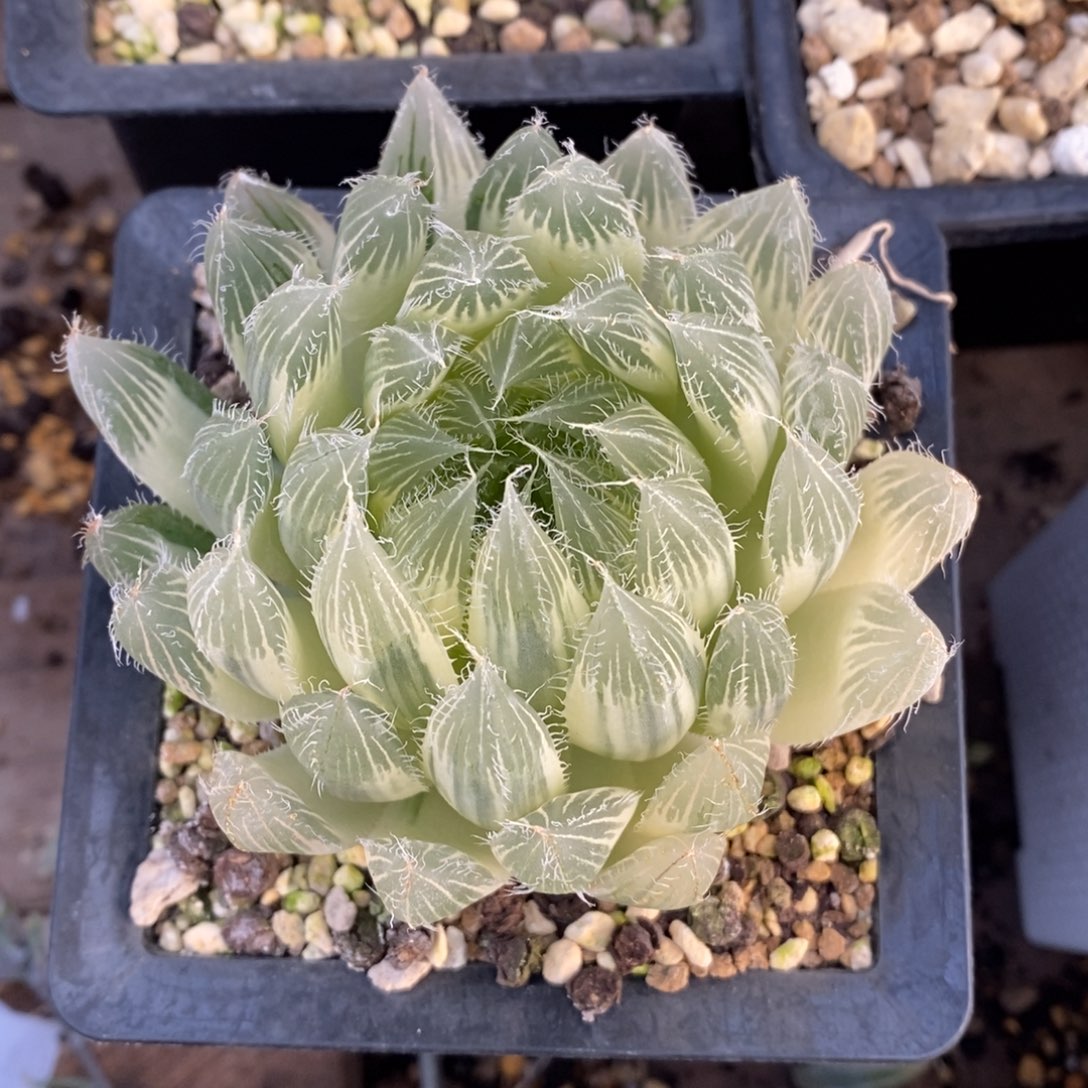 实生原始母本。             